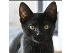 Adopt Prada a Domestic Short Hair