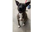 Adopt Mia a Pit Bull Terrier, Mixed Breed