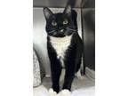 Adopt Archmage a Domestic Short Hair