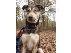 Adopt Honeybear a Husky, Labrador Retriever