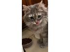 Adopt Clarabelle a Tabby, Domestic Long Hair