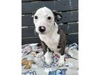 Adopt Clementine a Pit Bull Terrier, Mixed Breed