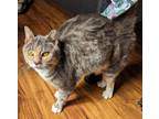 Adopt Misty a Dilute Tortoiseshell, Domestic Short Hair