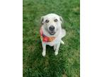Adopt Holly Marie a Great Pyrenees
