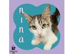 Adopt Nina a Domestic Medium Hair, Domestic Short Hair