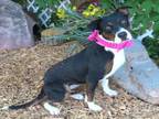 Adopt CEECEE a Pit Bull Terrier, Mixed Breed
