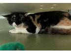 Adopt Pebbles a Domestic Short Hair