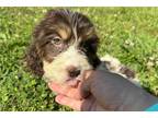 Springerdoodle Puppy for sale in Chattanooga, TN, USA