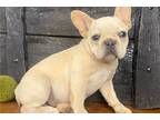 French Bulldog Puppy for sale in Springfield, MO, USA