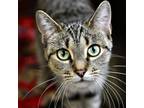 Adopt Leona a Domestic Short Hair