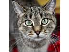 Adopt Akali a Domestic Short Hair