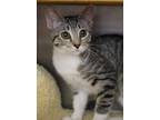 Adopt Lacey a Domestic Short Hair