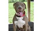 Adopt Ladybug a Mixed Breed