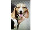 Adopt Dixie a Beagle, Mixed Breed