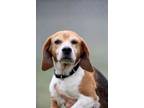 Adopt Penny a Beagle, Mixed Breed