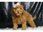 Cavapoo Puppy for sale in Fort Wayne, IN, USA