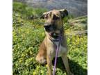 Adopt Topaz a Black Mouth Cur, Mixed Breed