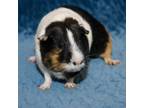 Adopt Jill a Guinea Pig