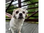 Adopt Patricia a Jack Russell Terrier