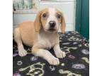 Adopt Ford City Pup_5 a Beagle