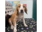 Adopt Ford City Pup_2 a Beagle, Spaniel