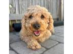 Adopt Tina a Wheaten Terrier, Poodle