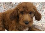 Mutt Puppy for sale in Saint Louis, MO, USA