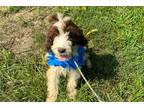 Springerdoodle Puppy for sale in Chattanooga, TN, USA