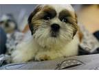 Shih Tzu Puppy for sale in Orlando, FL, USA