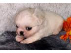 Pekingese Puppy for sale in Jonesboro, AR, USA