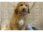 Mutt Puppy for sale in Saint Louis, MO, USA