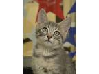 Adopt Prada 52249 a Domestic Short Hair