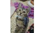 Adopt Loves 52327 a Domestic Short Hair