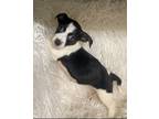 Adopt Chalet (@ Bruster`s Real Ice Cream) a Parson Russell Terrier, Beagle