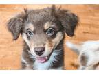 Miniature Australian Shepherd Puppy for sale in Tallahassee, FL, USA