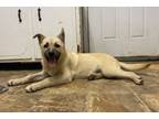 Adopt Addie a German Shepherd Dog