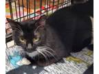 Adopt Rita a Domestic Short Hair