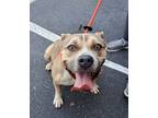 Adopt Sunny a Pit Bull Terrier, Mixed Breed