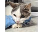 Adopt Plum a Domestic Short Hair