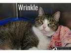 Adopt Wrinkle a Domestic Short Hair