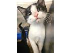 Adopt Marge a Domestic Short Hair