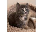 Adopt Marie a Domestic Short Hair