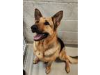 Adopt LADY BIRD a German Shepherd Dog, Mixed Breed