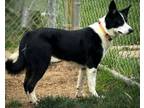 Adopt KENZIE a Border Collie