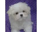 Maltese Puppy for sale in Vista, CA, USA
