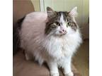 Adopt La Lou a Domestic Long Hair, Domestic Short Hair