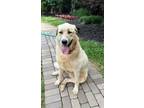 Adopt Mindy a Great Pyrenees, Mixed Breed