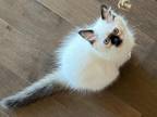 Snap A Seal Mitted Female Ragdoll