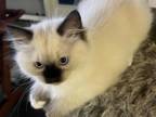 Snap A Seal Mitted Female Ragdoll