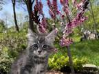 Maine Coon Kitty Tom